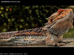 冰火蜥蜴视频,揭秘神秘生物的冰与火之歌